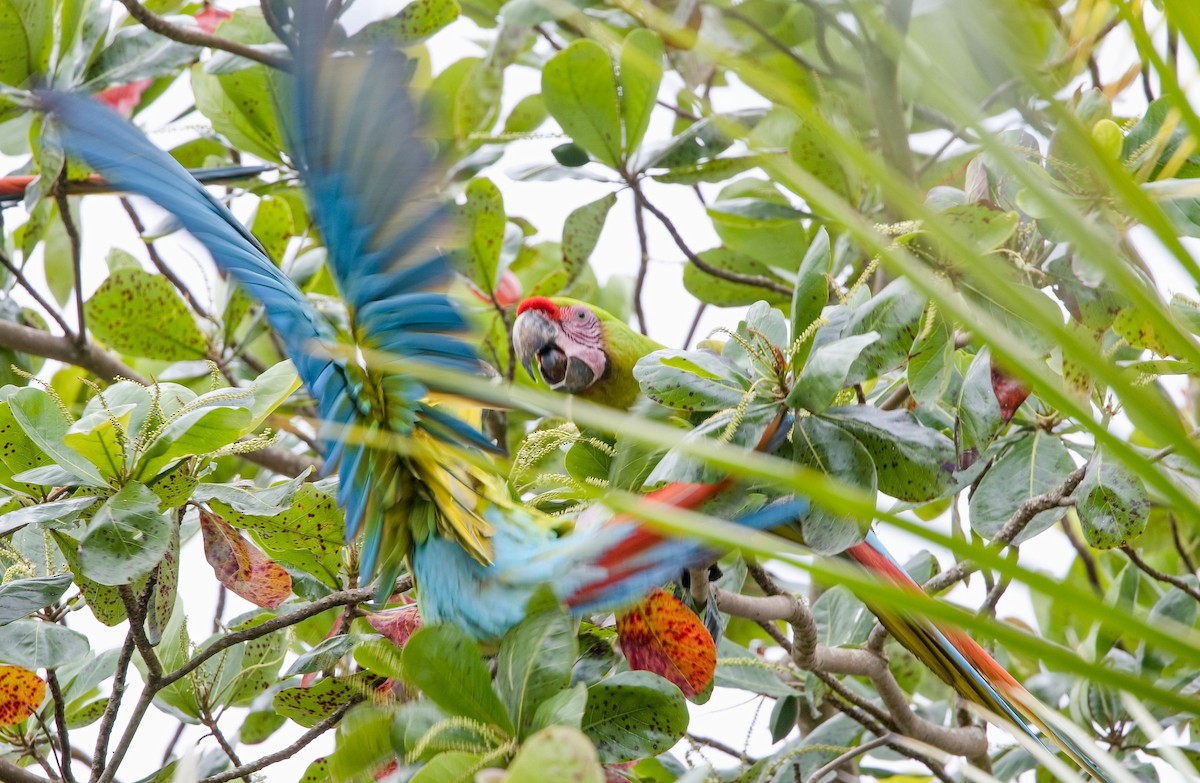 Great Green Macaw - ML646370670