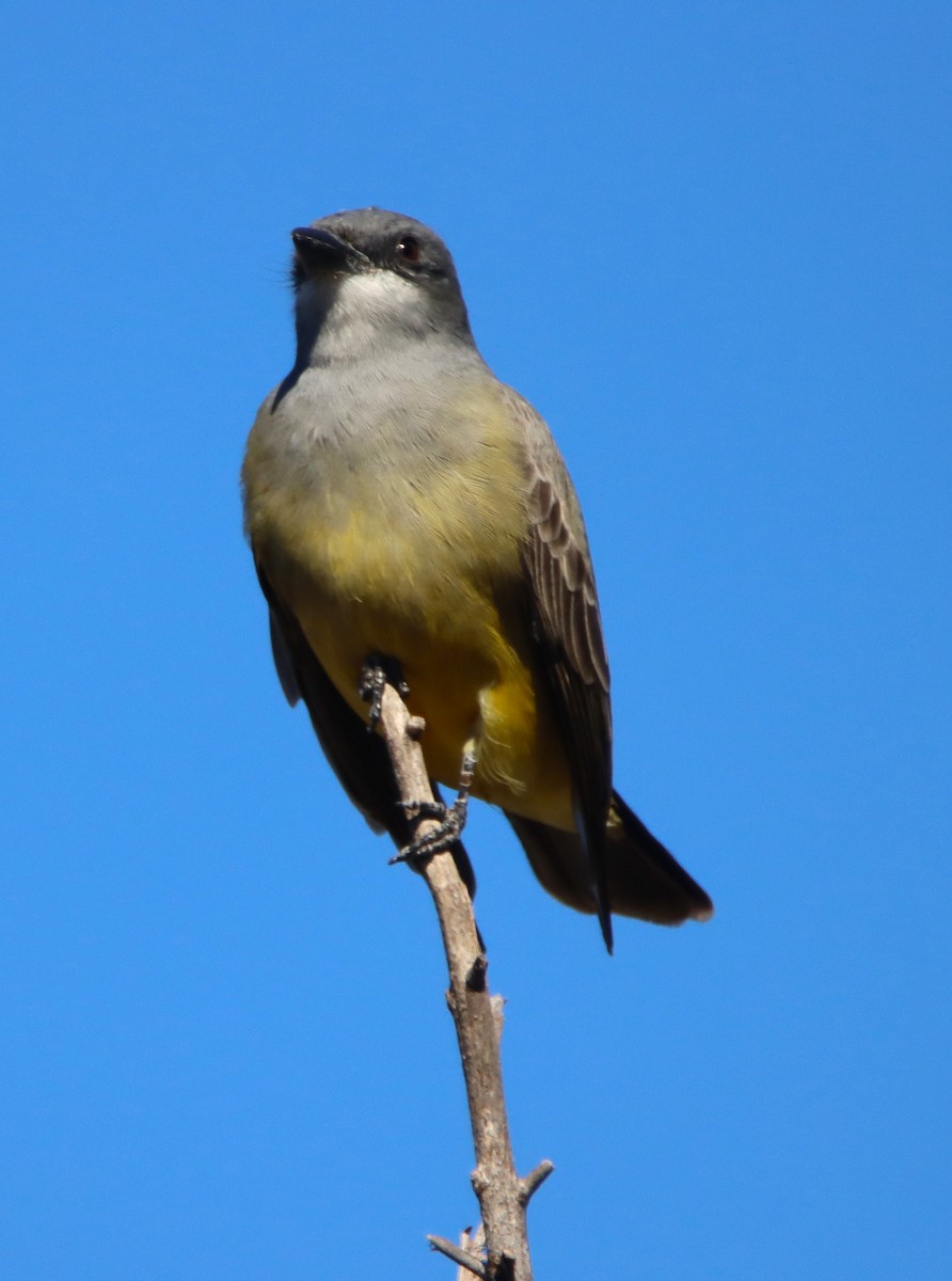 Cassin's Kingbird - ML646370673