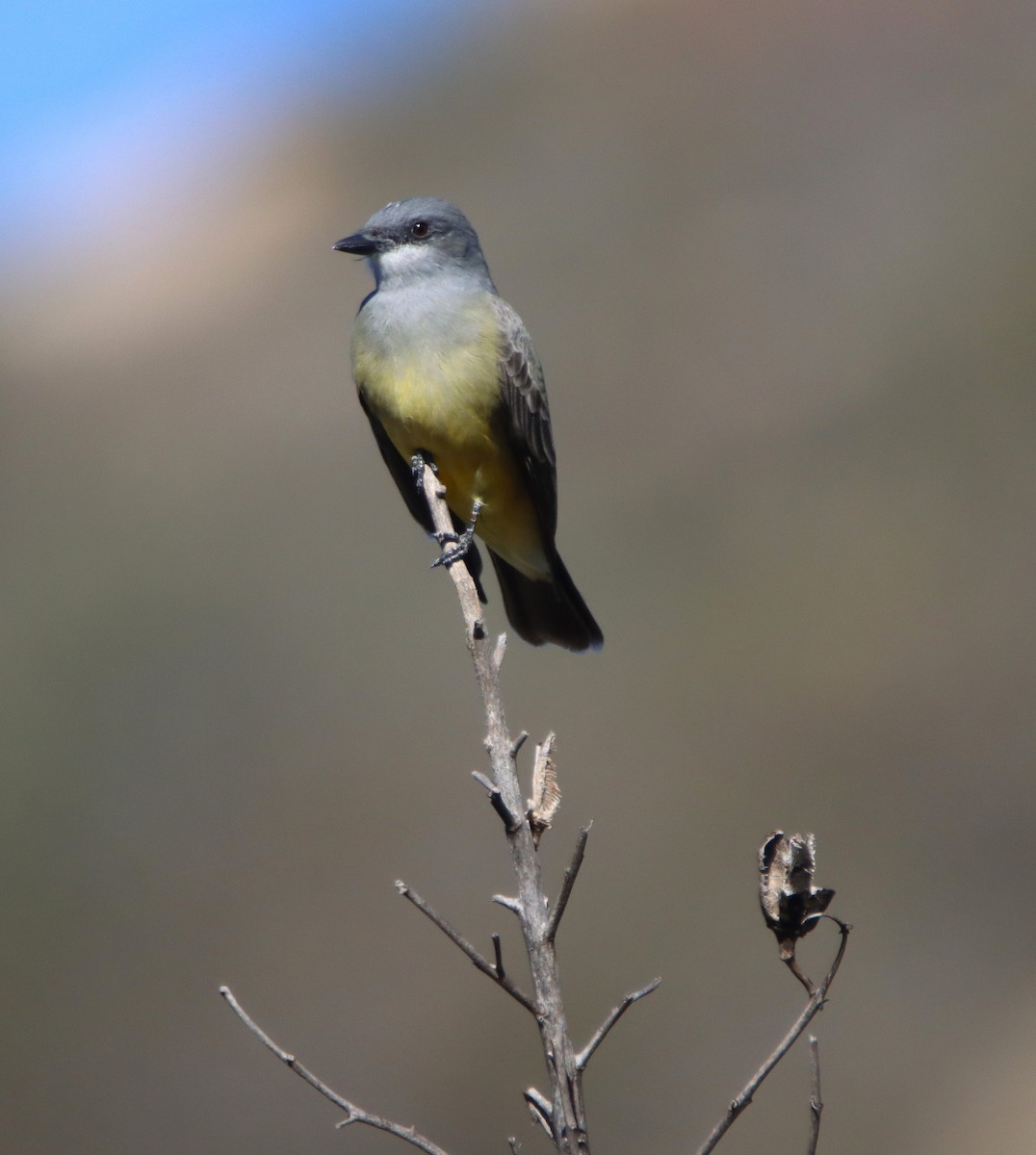 Cassin's Kingbird - ML646370674