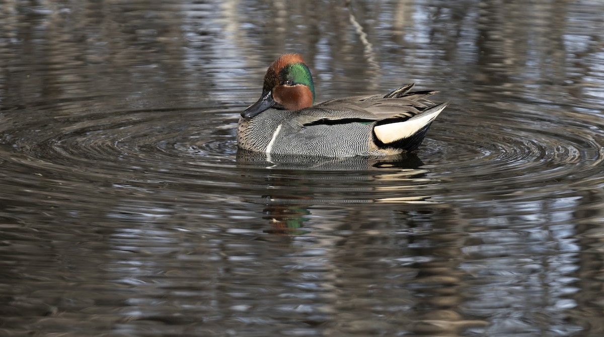 čírka obecná - ML646370675