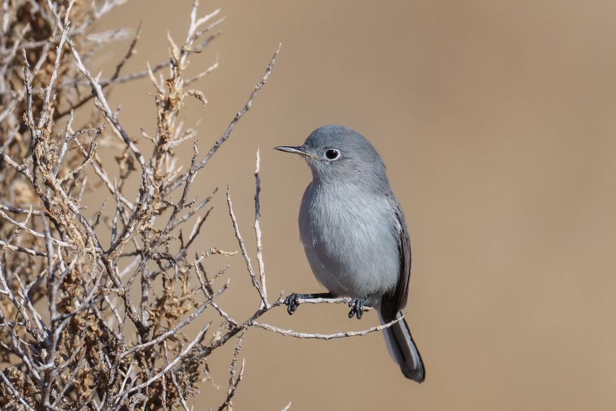 leskot modrošedý - ML646370676