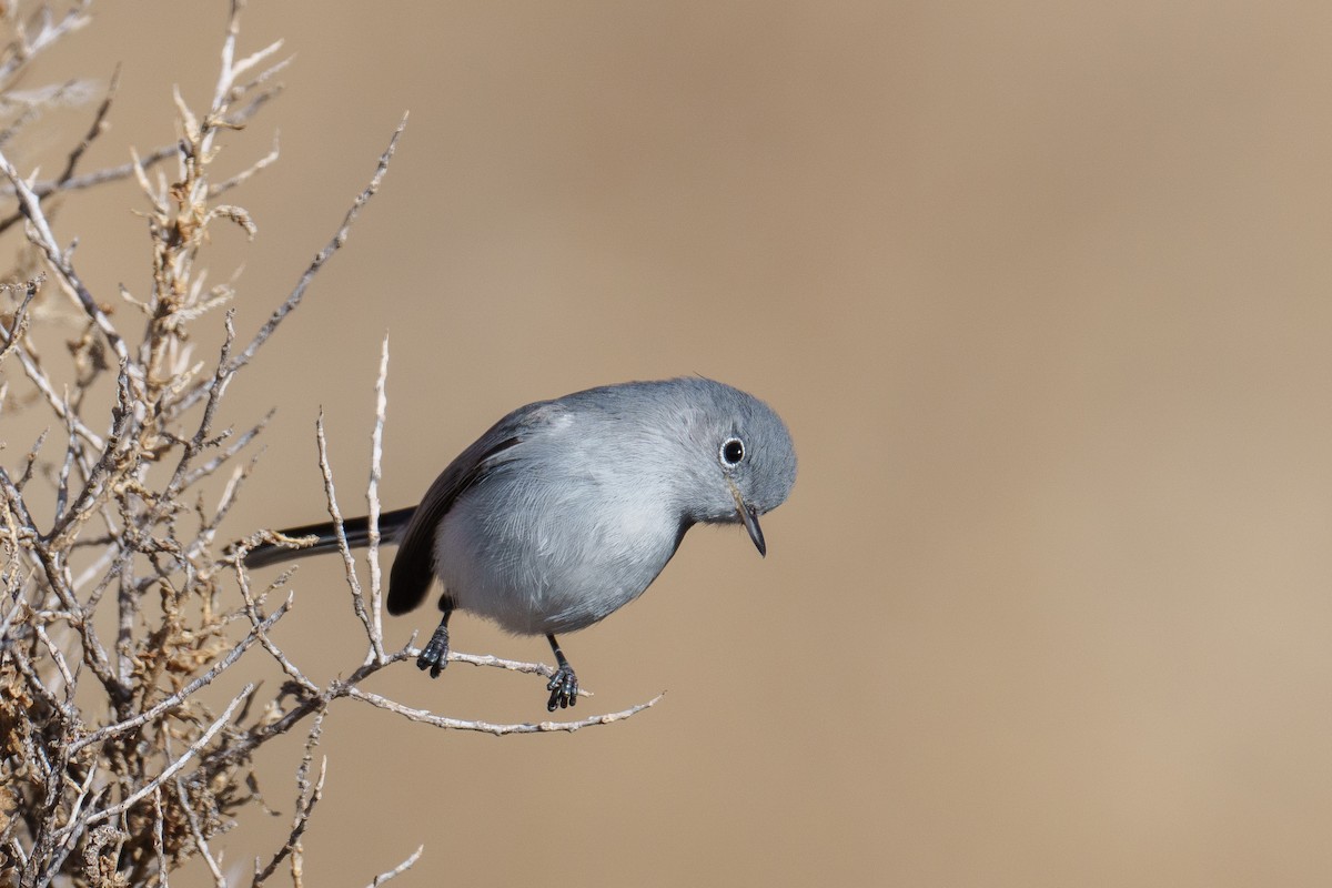 leskot modrošedý - ML646370677