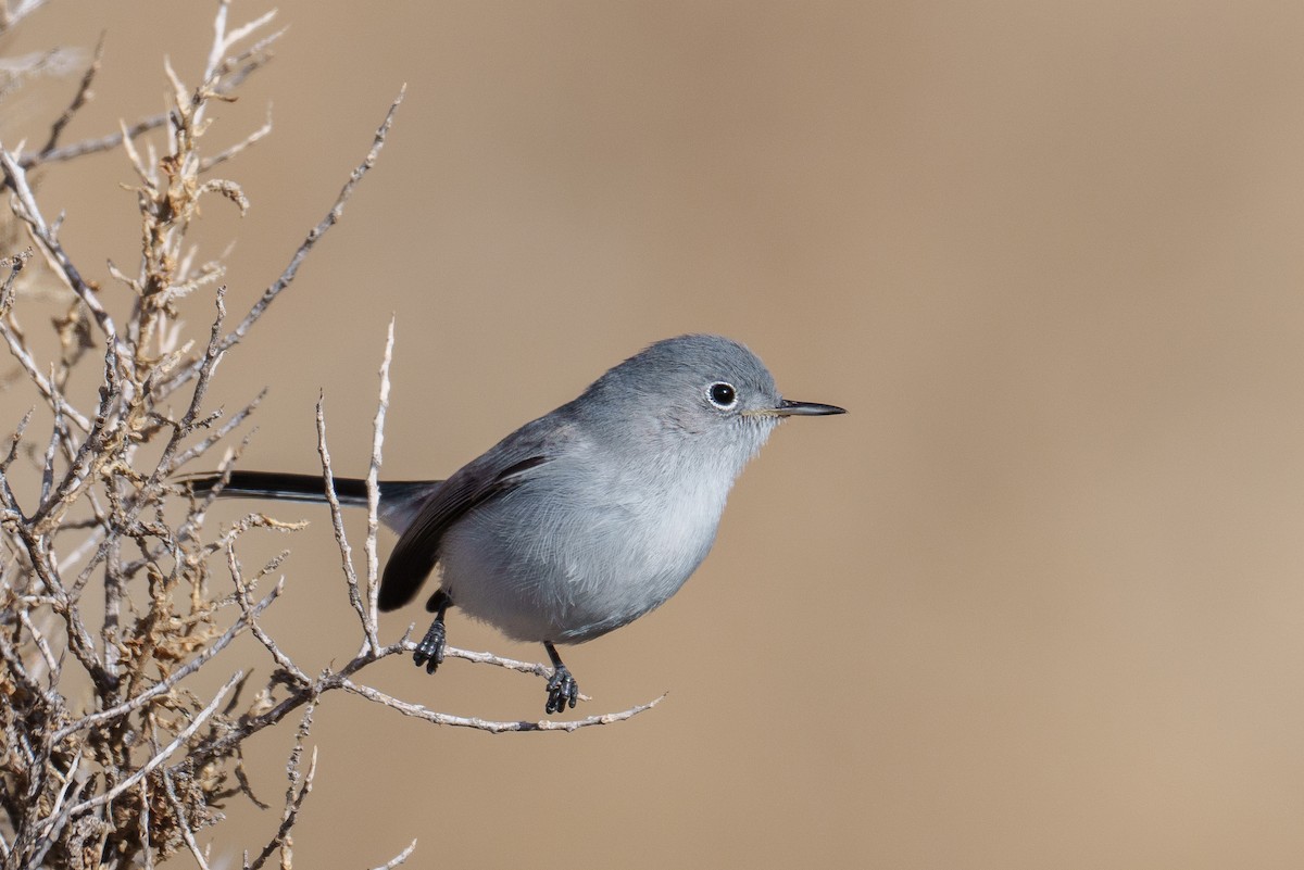 leskot modrošedý - ML646370678