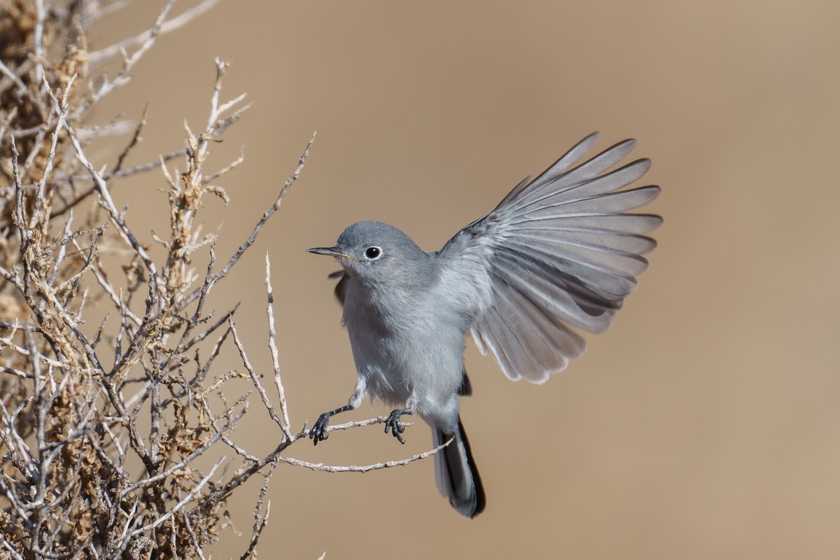 leskot modrošedý - ML646370679