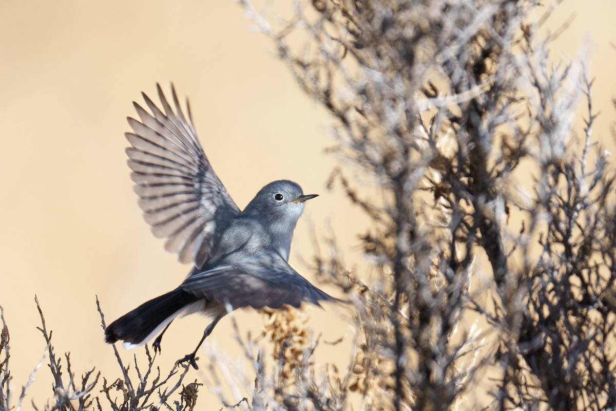 leskot modrošedý - ML646370680