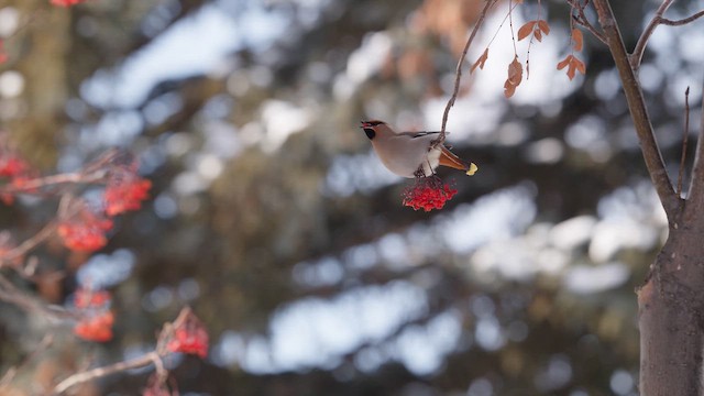 Bohemian Waxwing - ML646370682