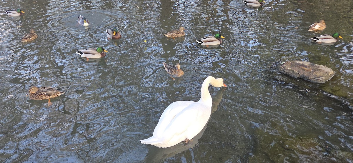 labuť velká - ML646370687