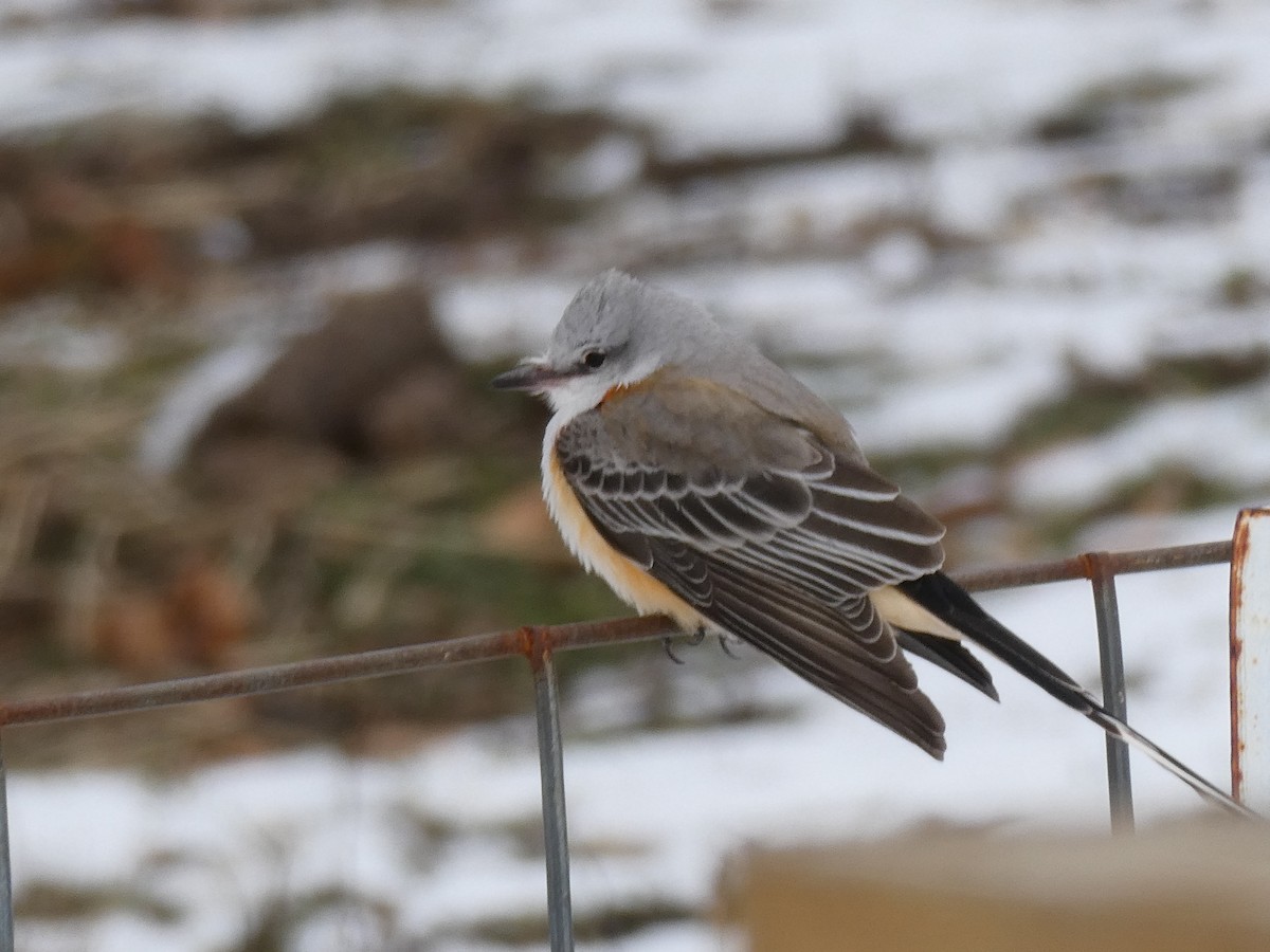 Scissor-tailed Flycatcher - ML646370688