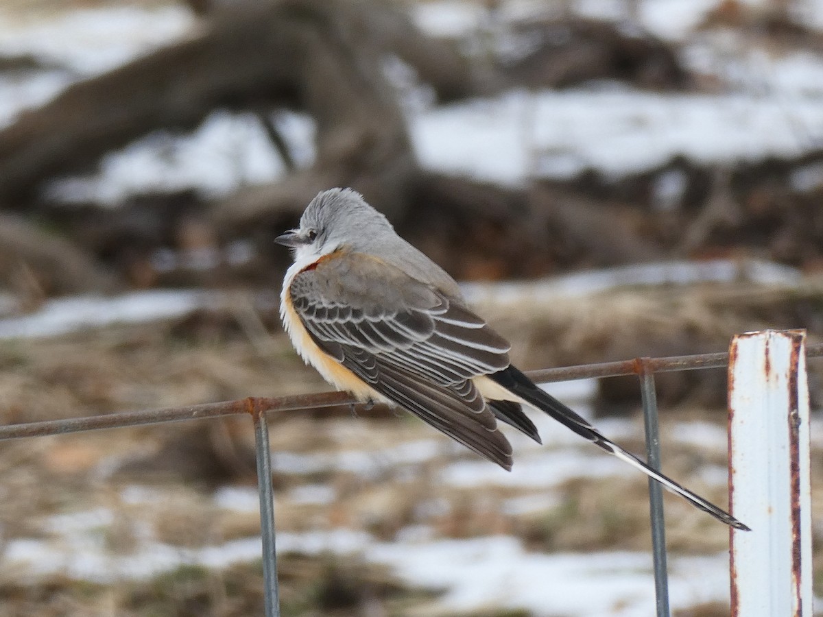 Scissor-tailed Flycatcher - ML646370689