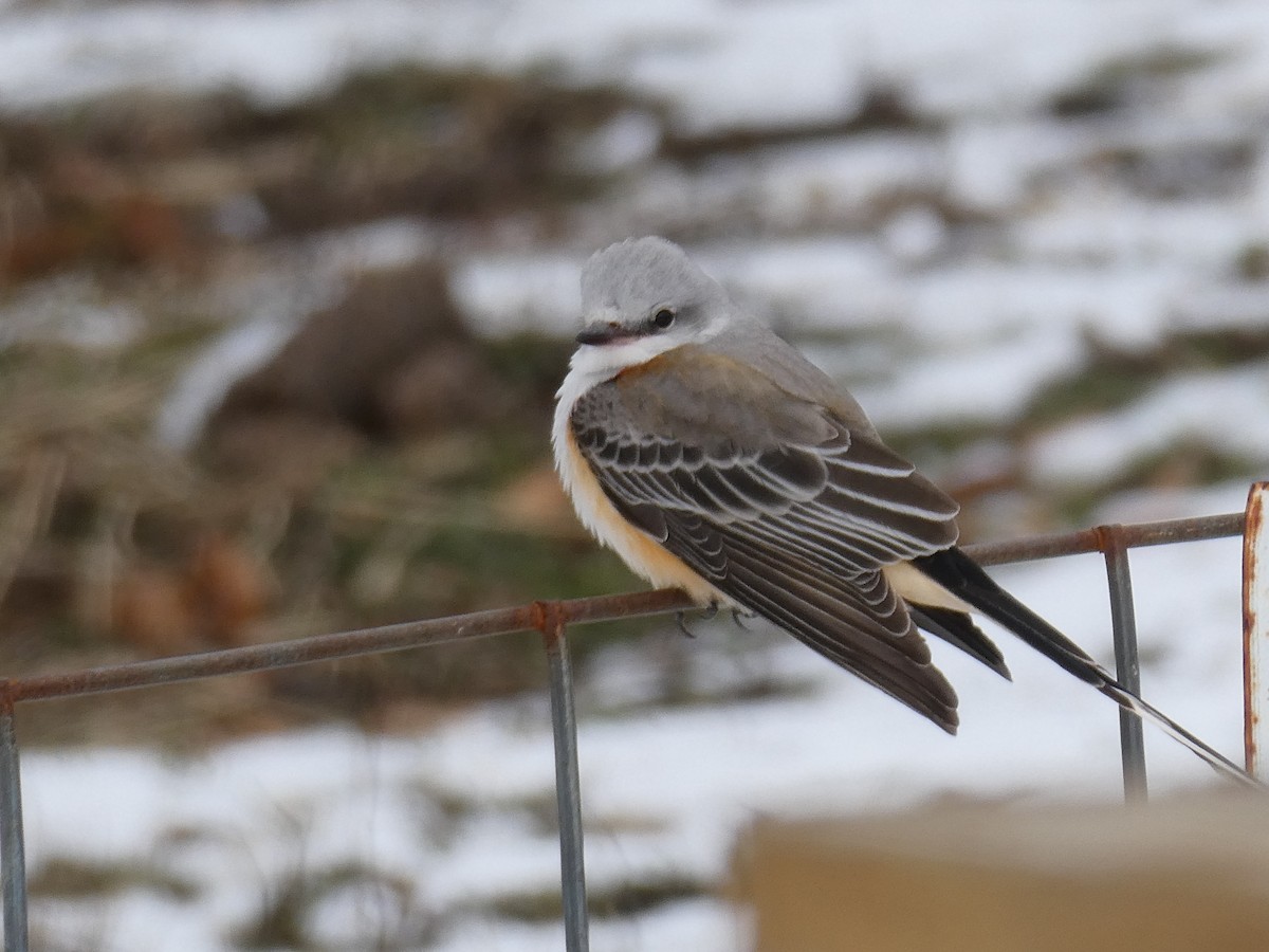 Scissor-tailed Flycatcher - ML646370690