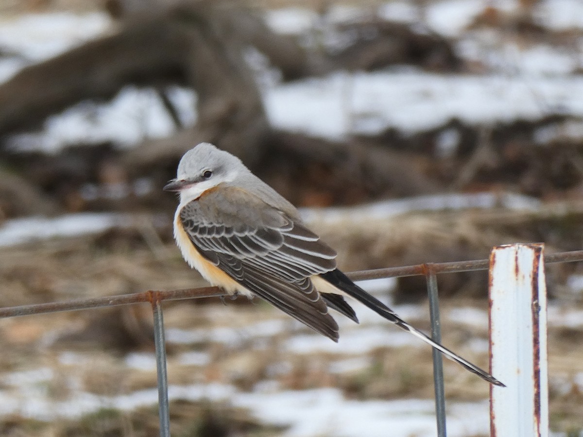 Scissor-tailed Flycatcher - ML646370692