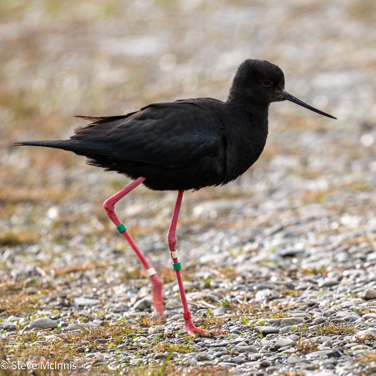 Black Stilt - ML646370697