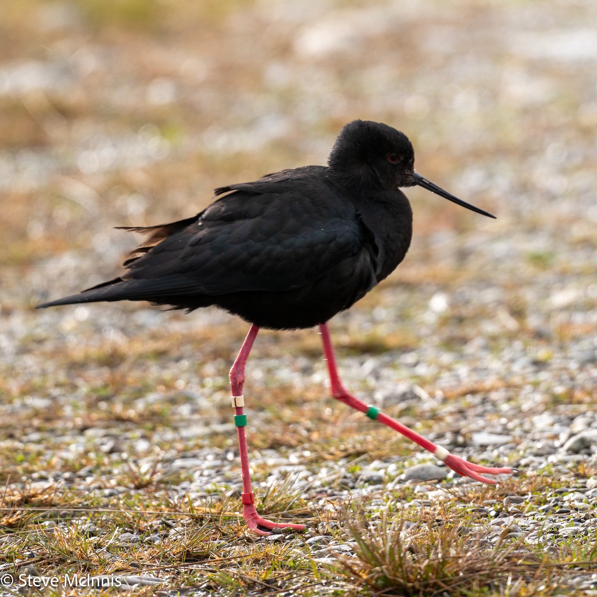 Black Stilt - ML646370698