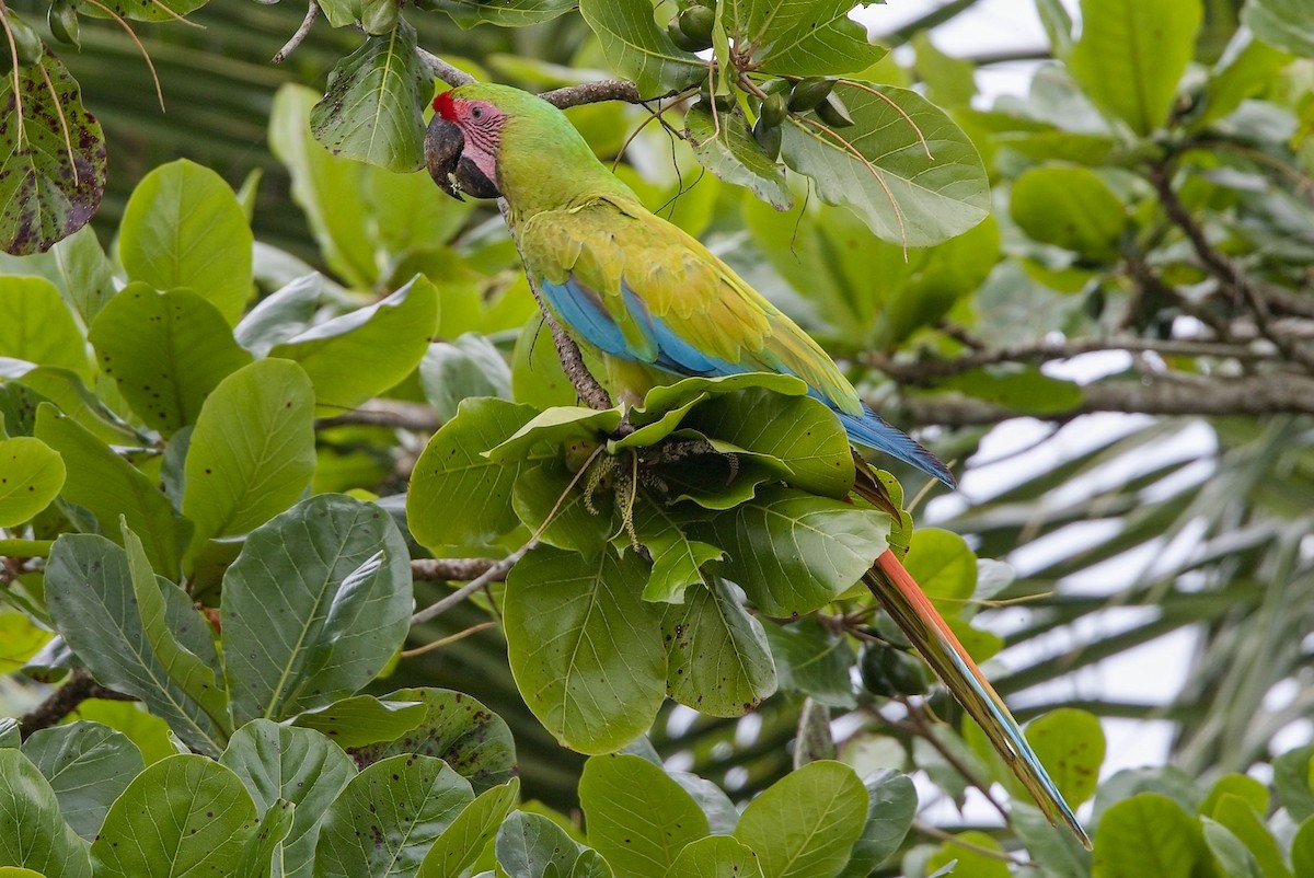 Great Green Macaw - ML646370699