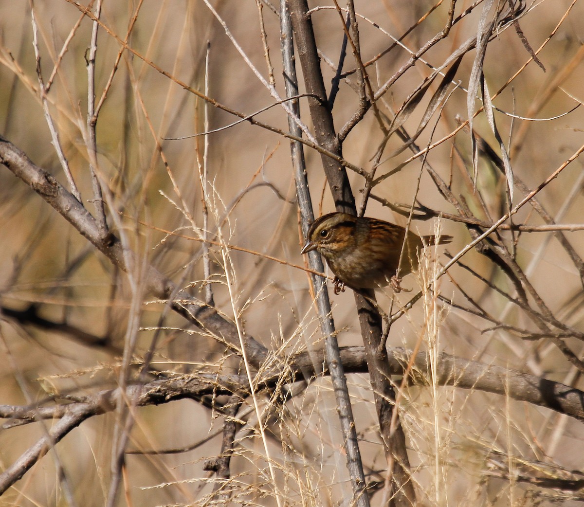 Swamp Sparrow - ML646370700