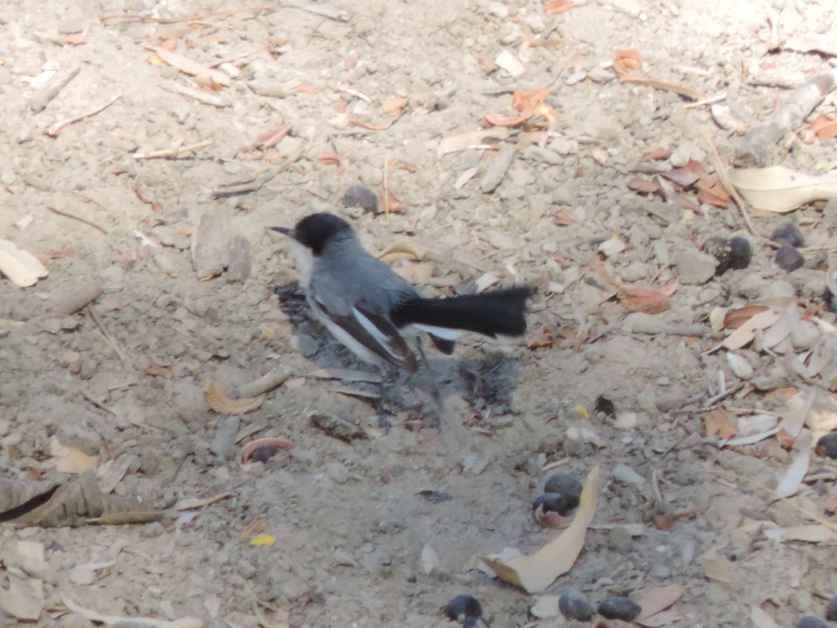 Tropical Gnatcatcher - ML646370701