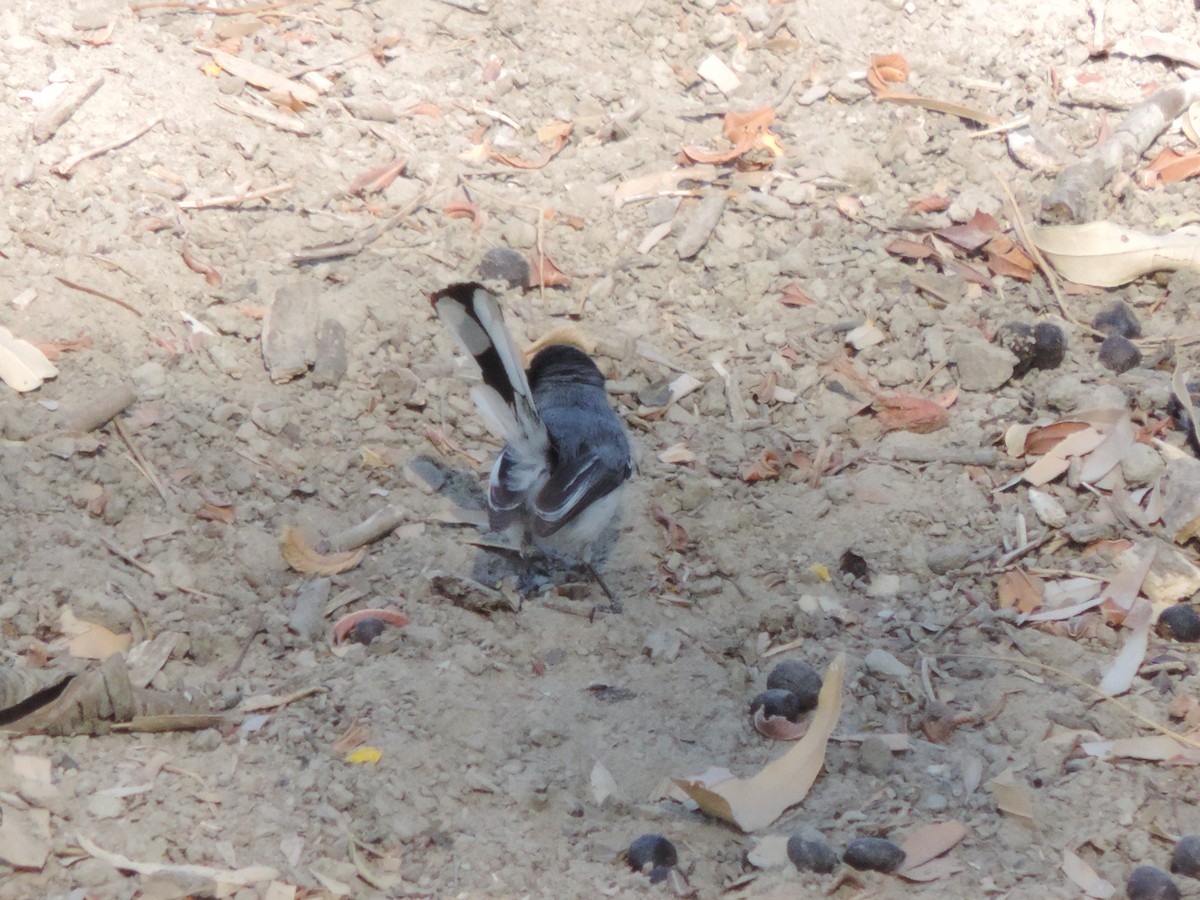 Tropical Gnatcatcher - ML646370702