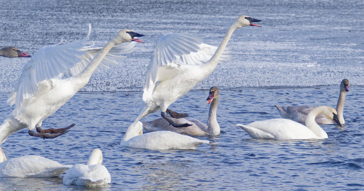 labuť trubač - ML646370706