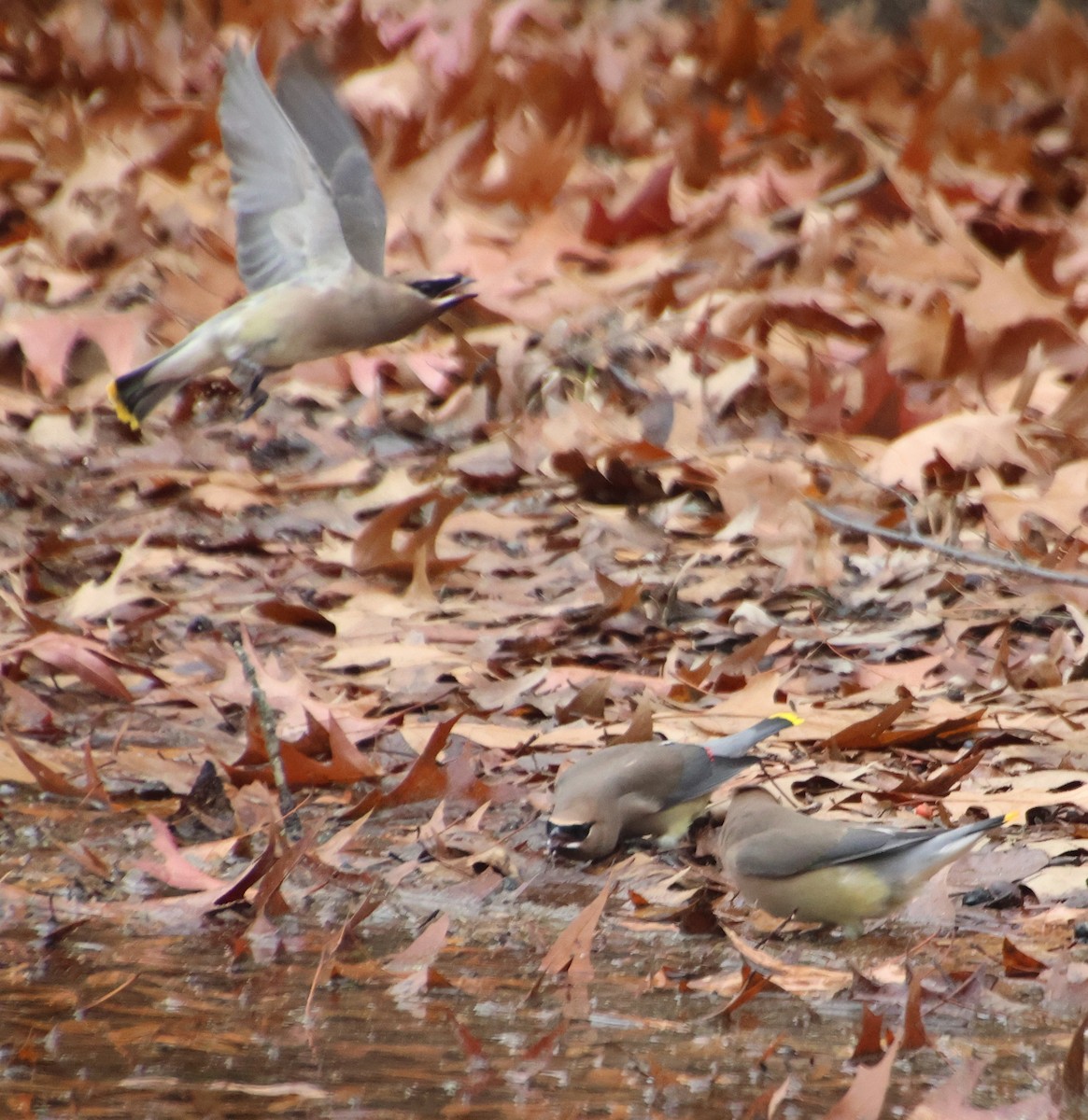 Cedar Waxwing - ML646370707