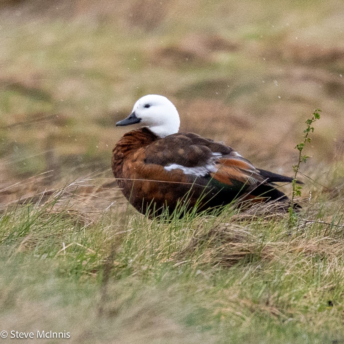 Paradise Shelduck - ML646370711