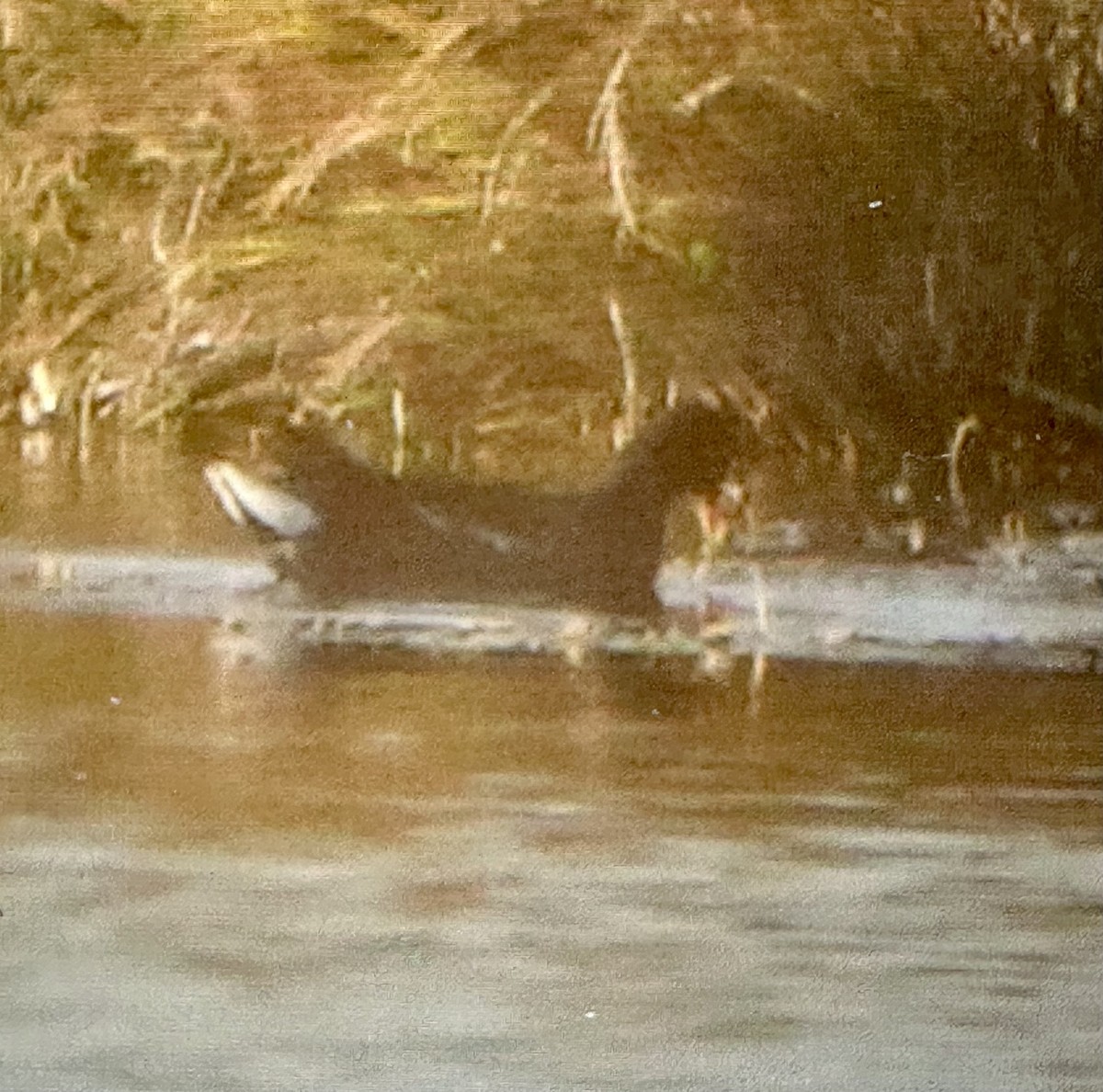 slípka americká - ML646370712