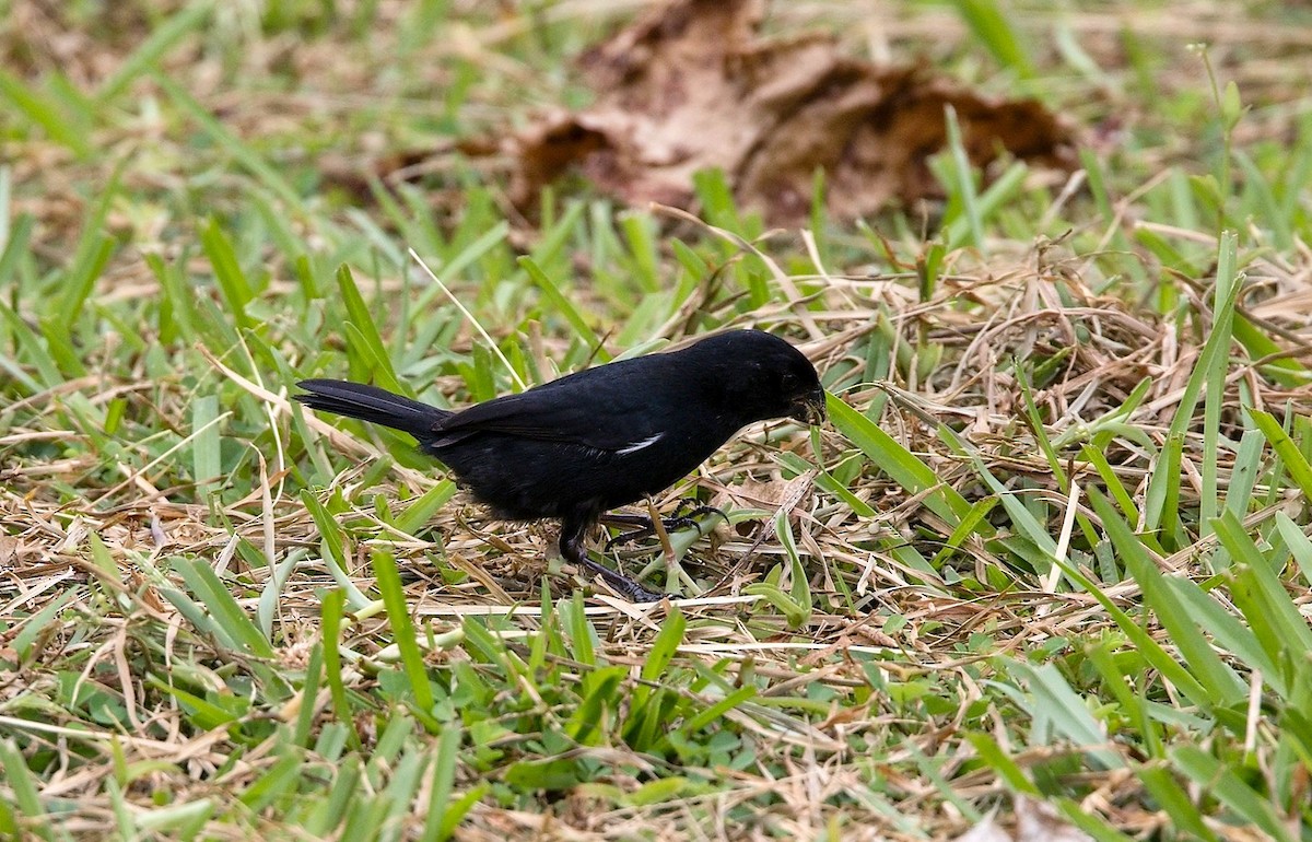 Variable Seedeater - ML646370713
