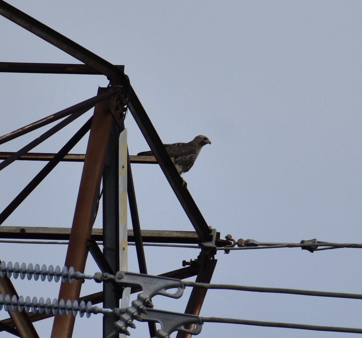 Osprey - ML646370714