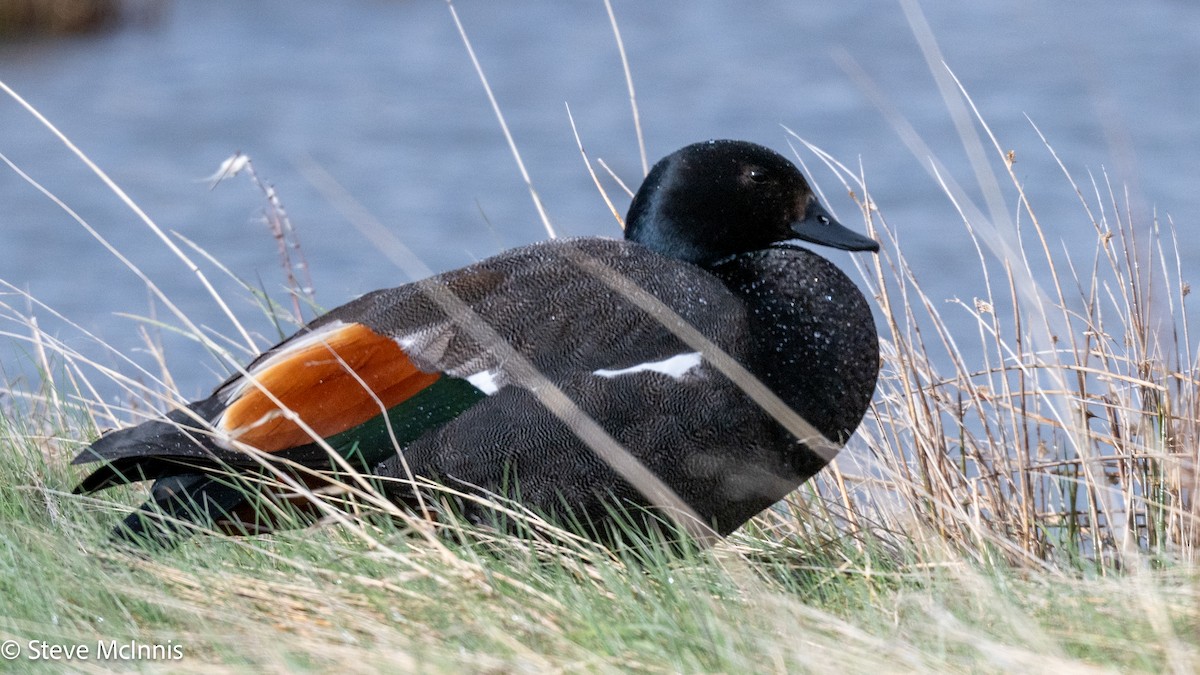 Paradise Shelduck - ML646370717