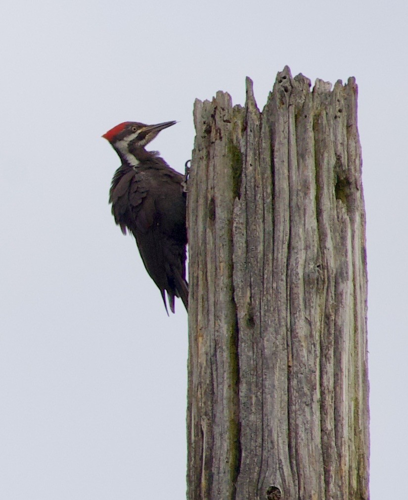 Pileated Woodpecker - ML646370728