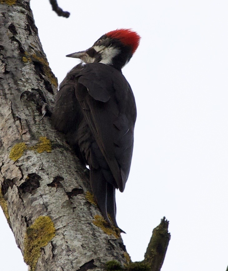 Pileated Woodpecker - ML646370734