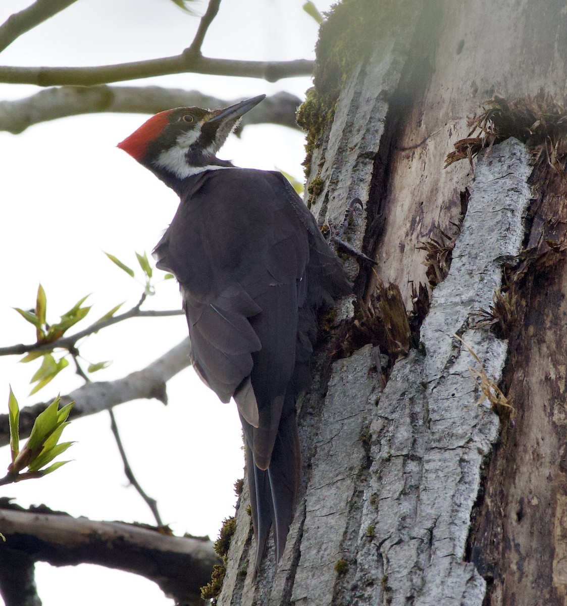 Pileated Woodpecker - ML646370737