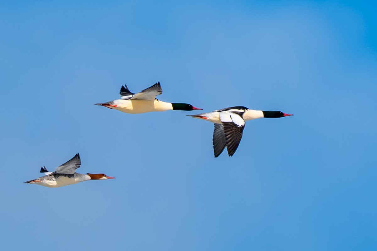 Common Merganser - ML646370739