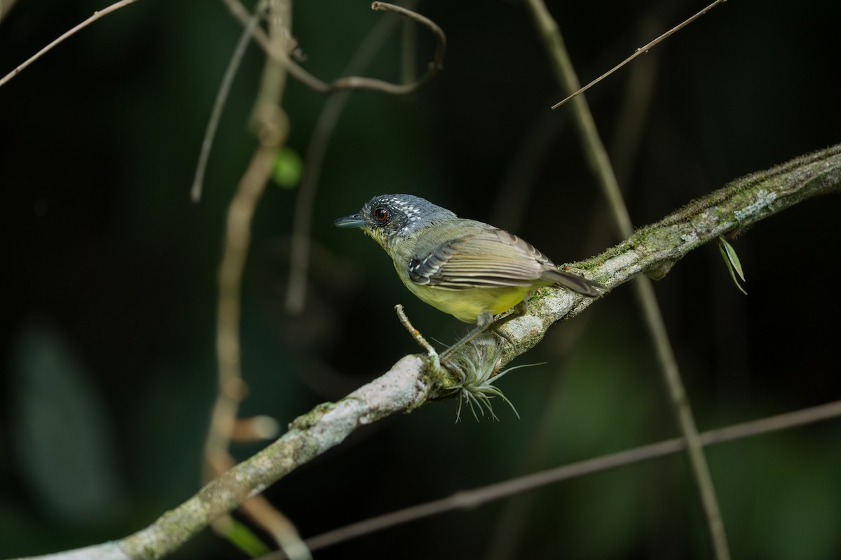 Spot-breasted Antvireo - ML646370740