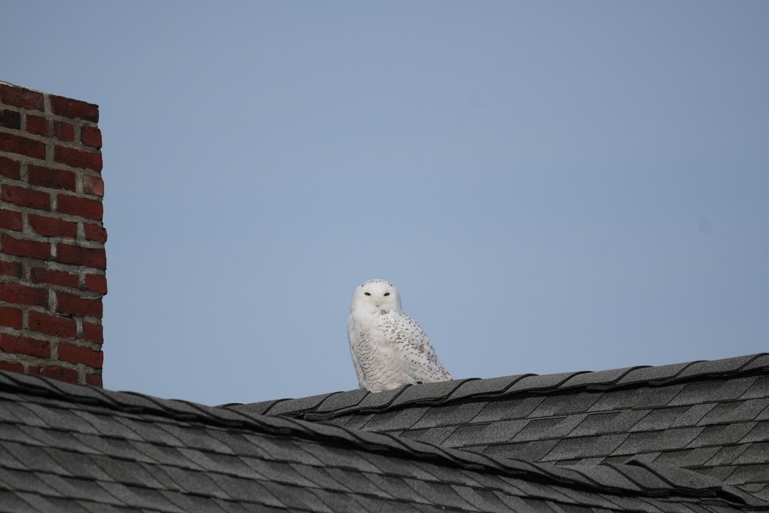 Snowy Owl - ML646370741