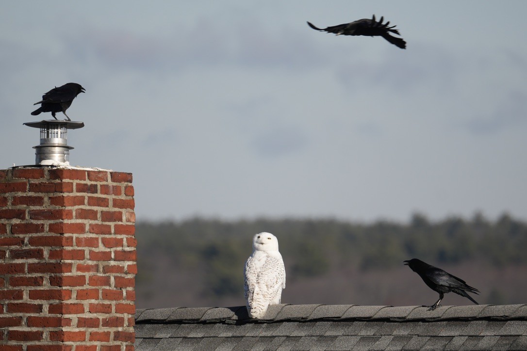Snowy Owl - ML646370742