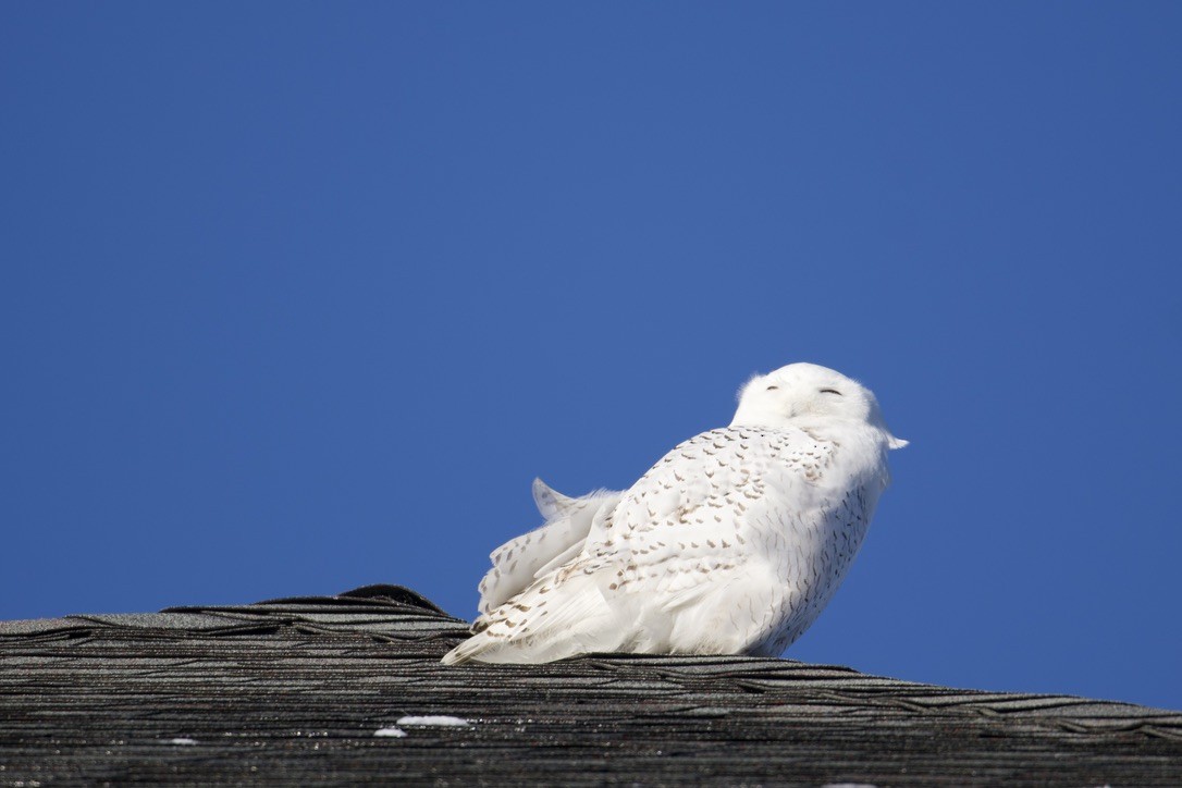 Snowy Owl - ML646370743