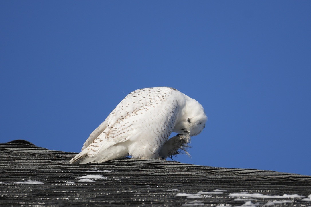 Snowy Owl - ML646370744
