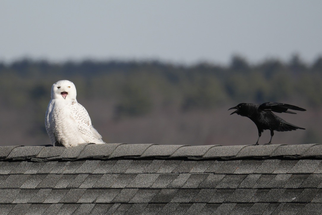 Snowy Owl - ML646370745