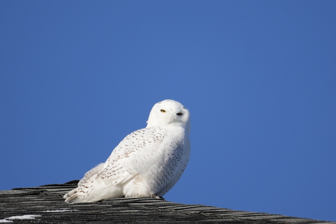 Snowy Owl - ML646370746