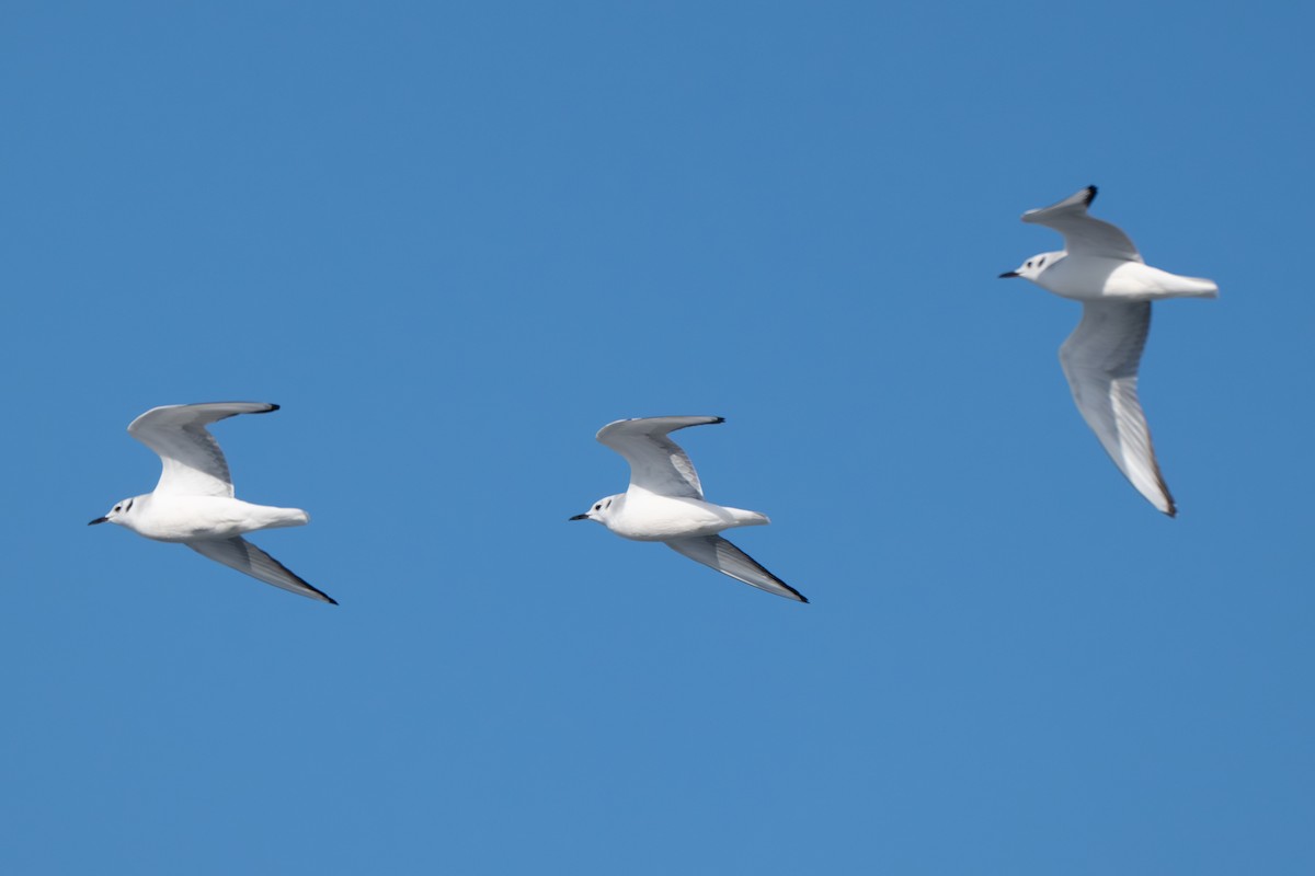 Bonaparte's Gull - ML646370748