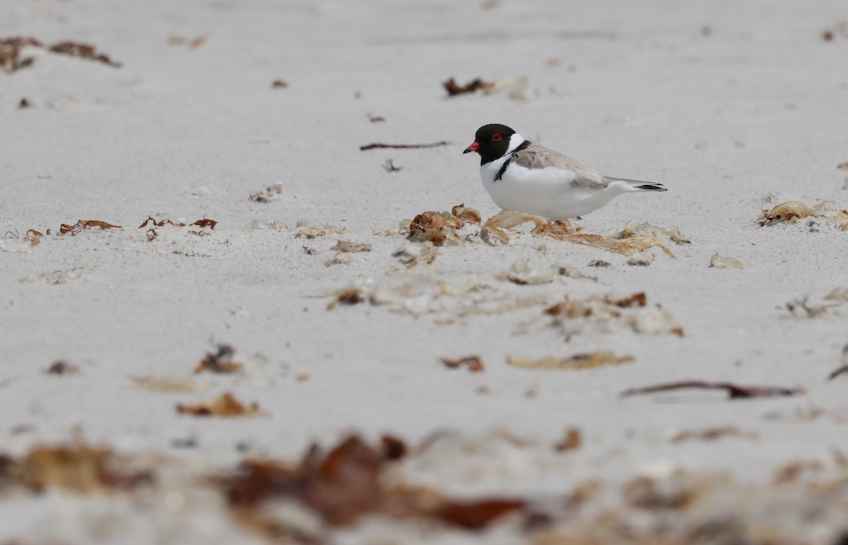 Hooded Plover - ML646370751