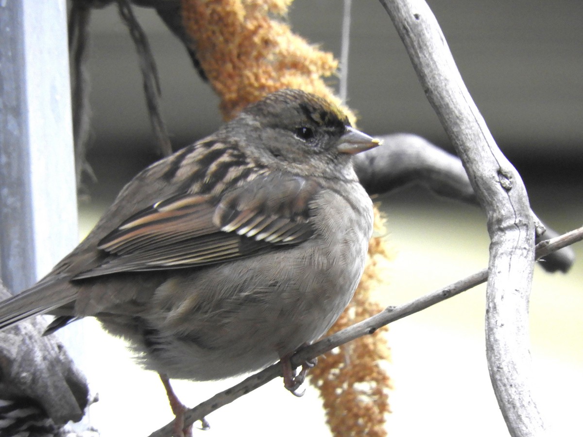 Golden-crowned Sparrow - ML646370752