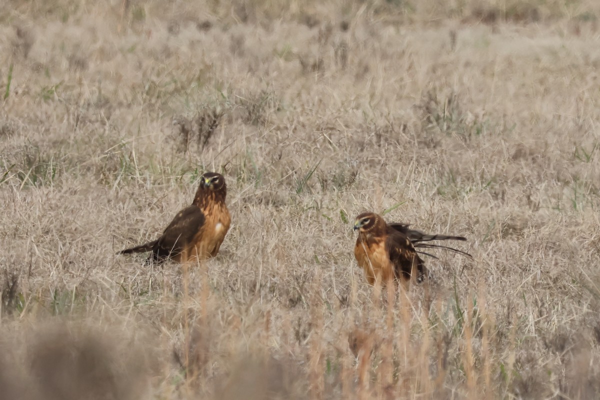 Northern Harrier - ML646370753