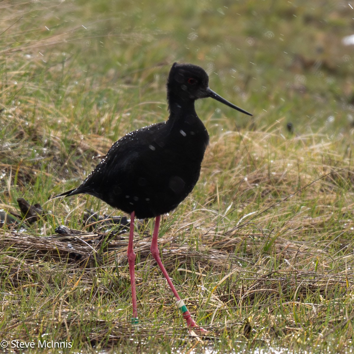 Black Stilt - ML646370773