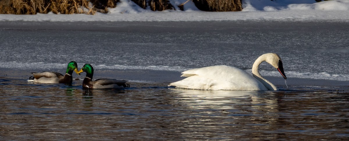 Trumpeter Swan - ML646370775