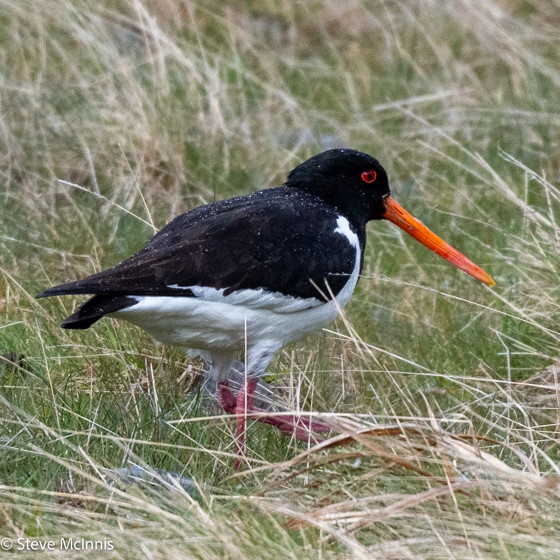 South Island Oystercatcher - ML646370776