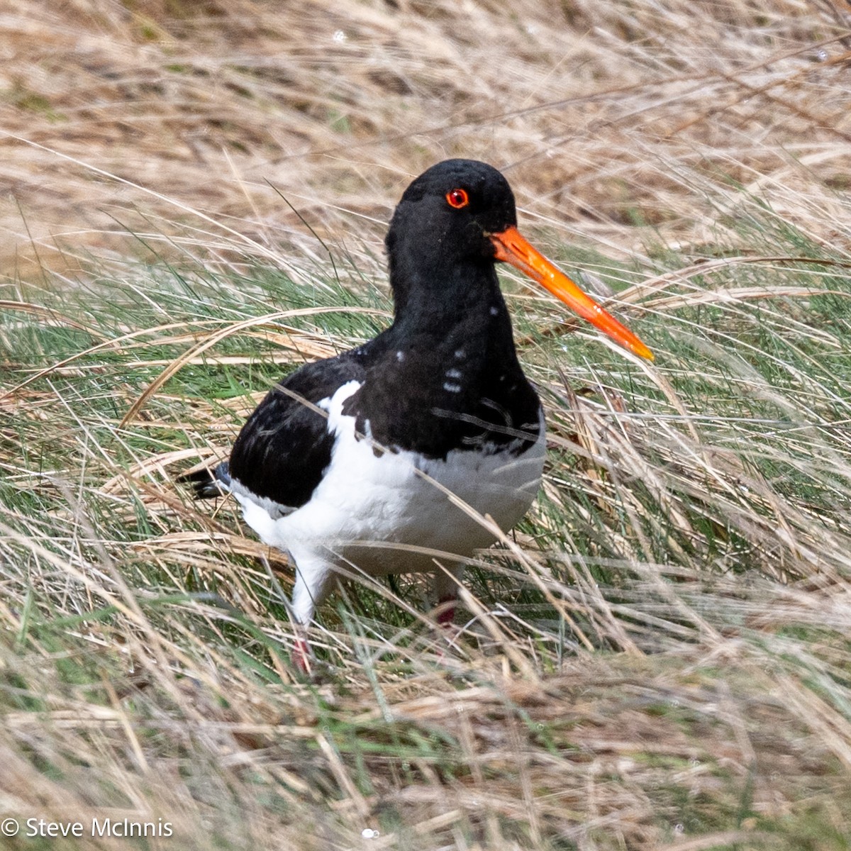 South Island Oystercatcher - ML646370777