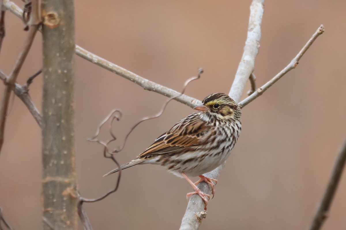 Savannah Sparrow - ML646370778