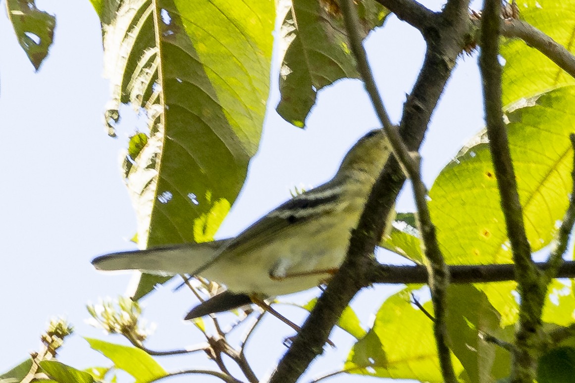 Blackpoll Warbler - ML646370782