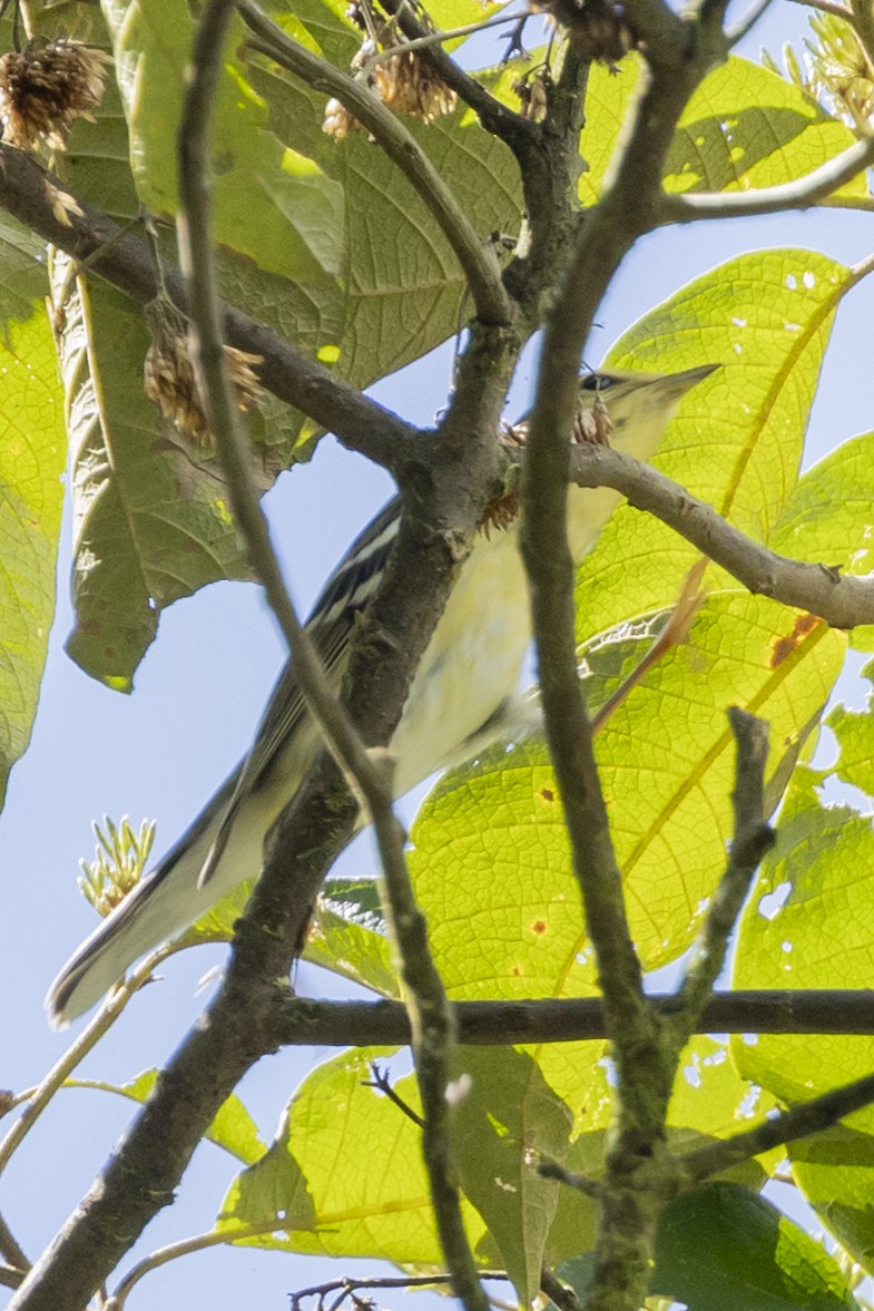 Blackpoll Warbler - ML646370783